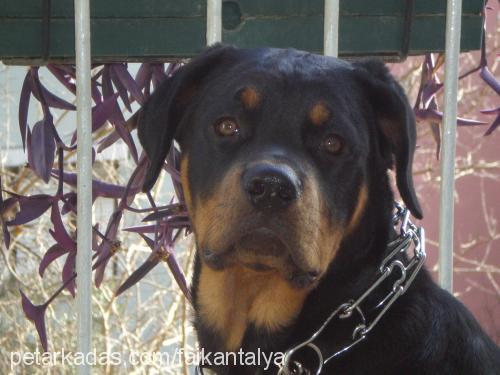 buddy Dişi Rottweiler