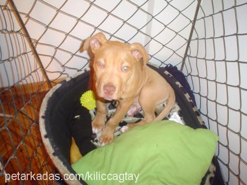 ares Erkek Amerikan Staffordshire Terrier