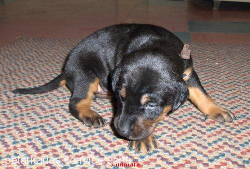 racha Dişi Doberman Pinscher