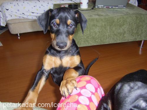 racha Dişi Doberman Pinscher