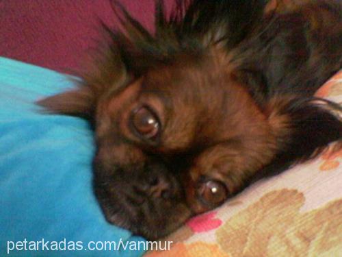 timothy Erkek Pekingese