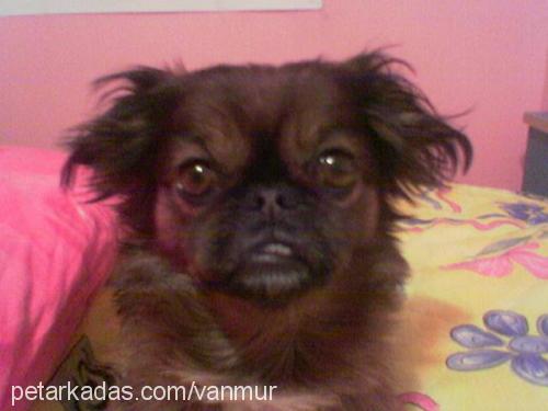 timothy Erkek Pekingese