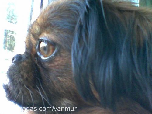 timothy Erkek Pekingese