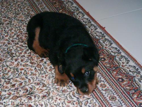 paşa Erkek Rottweiler