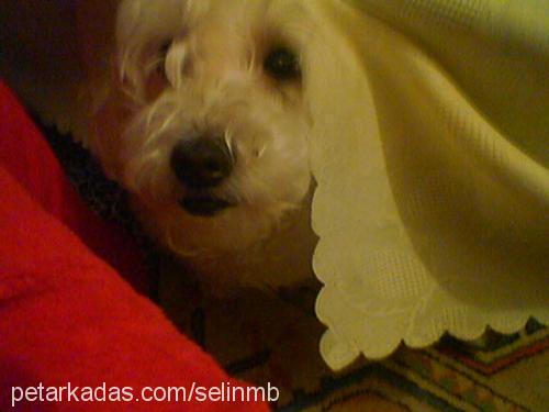 baby Dişi West Highland White Terrier