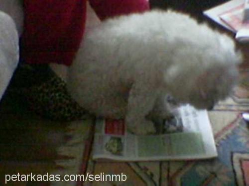 baby Dişi West Highland White Terrier