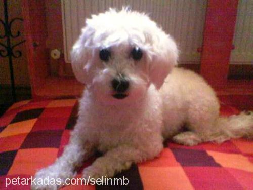 baby Dişi West Highland White Terrier