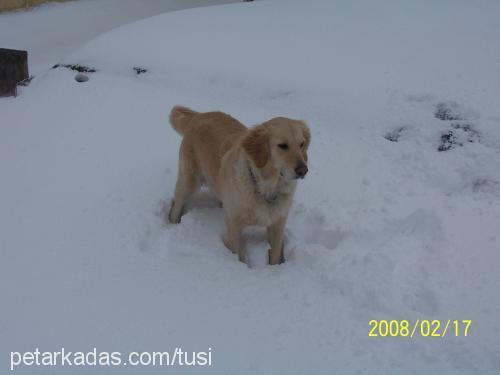 tusi Dişi Golden Retriever