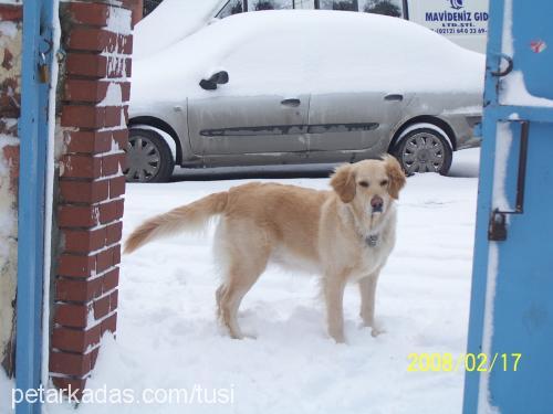 tusi Dişi Golden Retriever