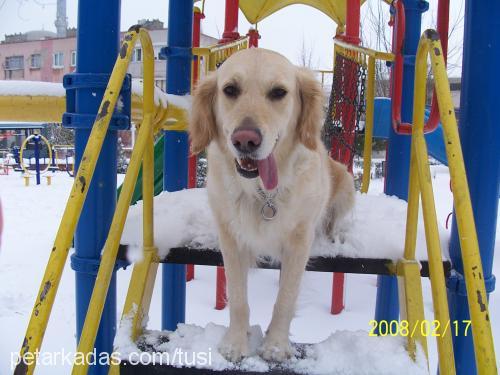 tusi Dişi Golden Retriever