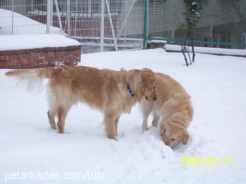 tusi Dişi Golden Retriever