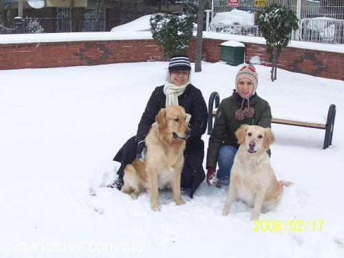 tusi Dişi Golden Retriever