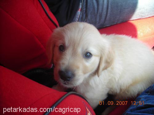 richi Erkek Golden Retriever