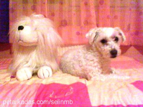 baby Dişi West Highland White Terrier