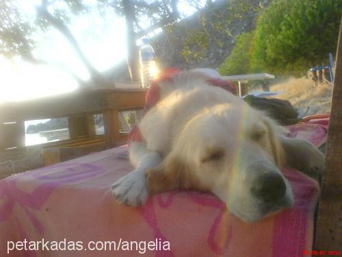 angel Dişi Golden Retriever