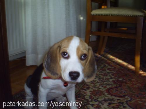 badem Dişi Beagle