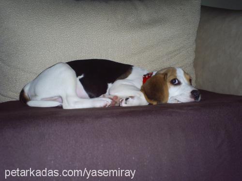 badem Dişi Beagle