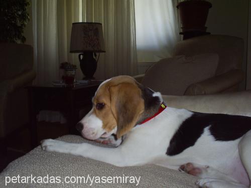 badem Dişi Beagle