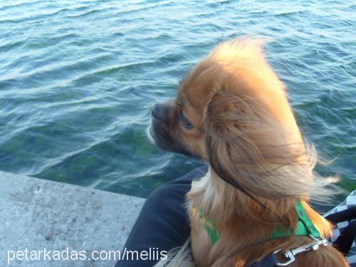 özcan Erkek Tibetli Spaniel