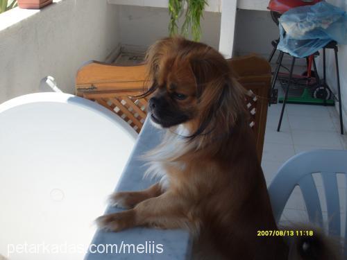 özcan Erkek Tibetli Spaniel