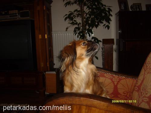 özcan Erkek Tibetli Spaniel