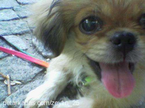 zeytin Erkek Pekingese