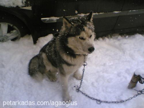 rocky Erkek Sibirya Kurdu (Husky)