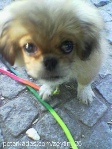 zeytin Erkek Pekingese