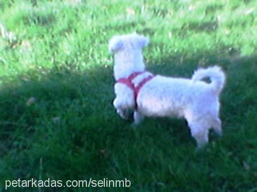 baby Dişi West Highland White Terrier