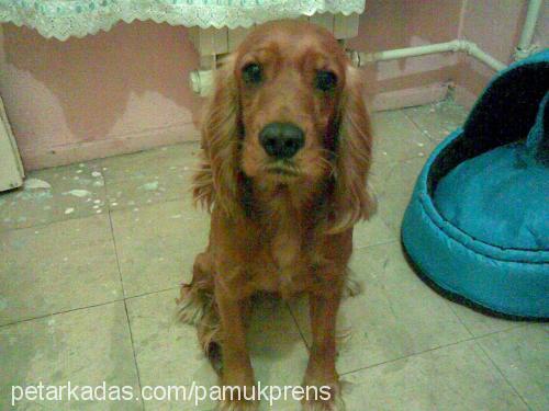 cindy Dişi İngiliz Cocker Spaniel