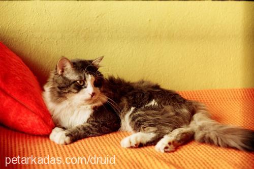 shirley Erkek Maine Coon