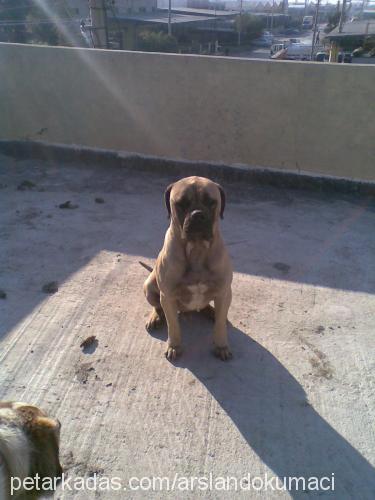 korsan Erkek Bullmastiff