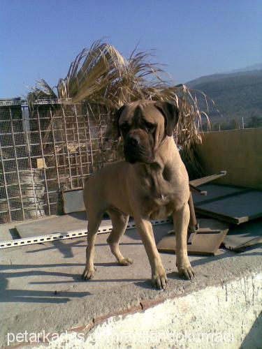 korsan Erkek Bullmastiff