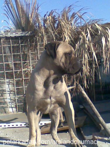 korsan Erkek Bullmastiff