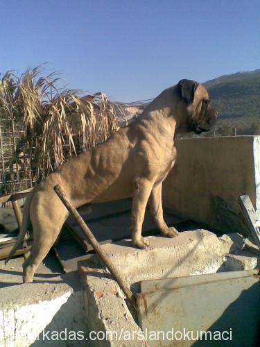 korsan Erkek Bullmastiff