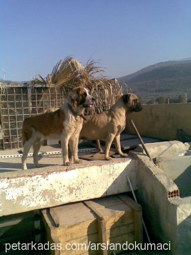 korsan Erkek Bullmastiff