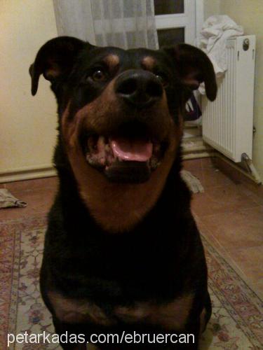 ares Erkek Rottweiler