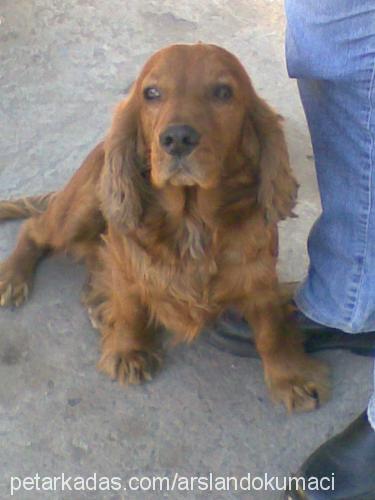 puki Erkek İngiliz Cocker Spaniel