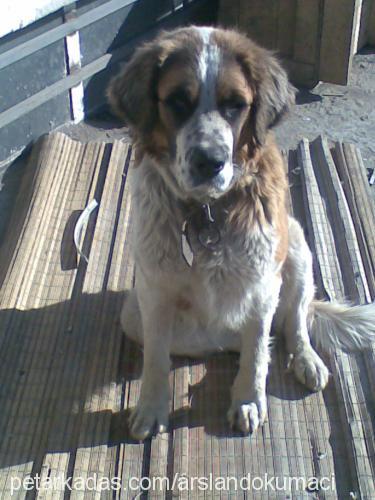 Şila Dişi St. Bernard (Saint Bernard)