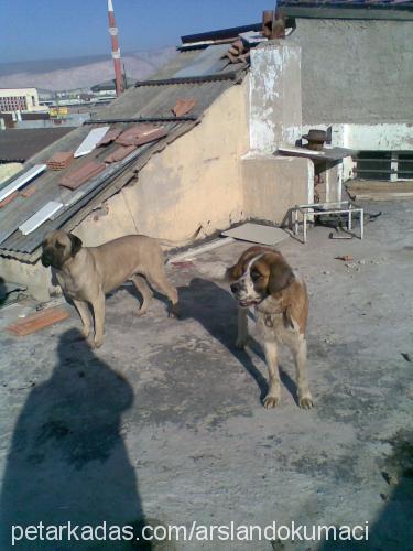 Şila Dişi St. Bernard (Saint Bernard)