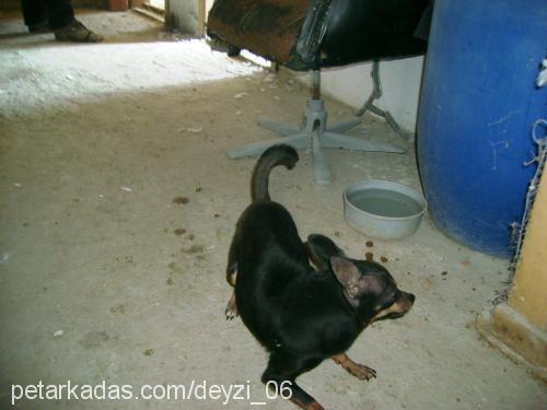 zeytin Dişi Minyatür Pinscher