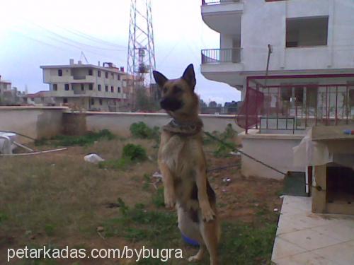 rena Dişi Alman Çoban Köpeği