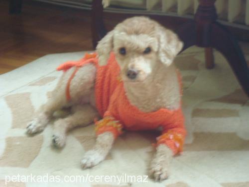 rodİ Dişi Poodle (Standart Kaniş)