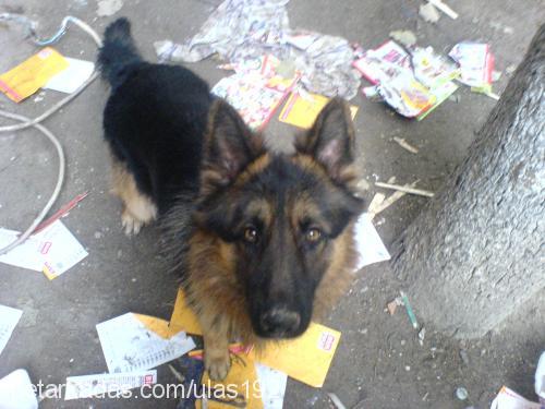 paşa Erkek Alman Çoban Köpeği