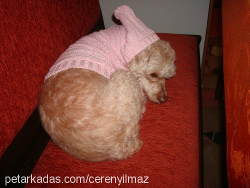 rodİ Dişi Poodle (Standart Kaniş)