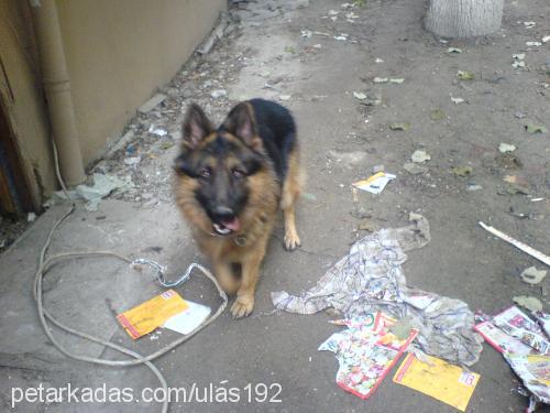 paşa Erkek Alman Çoban Köpeği