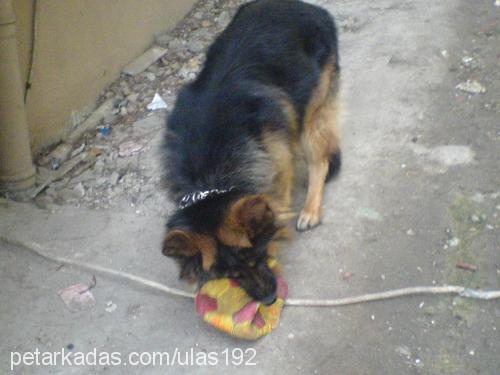 paşa Erkek Alman Çoban Köpeği