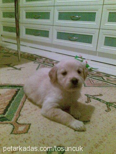 memati Erkek Golden Retriever