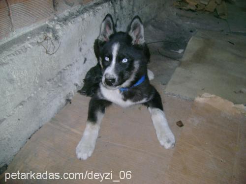 aşhil Erkek Sibirya Kurdu (Husky)