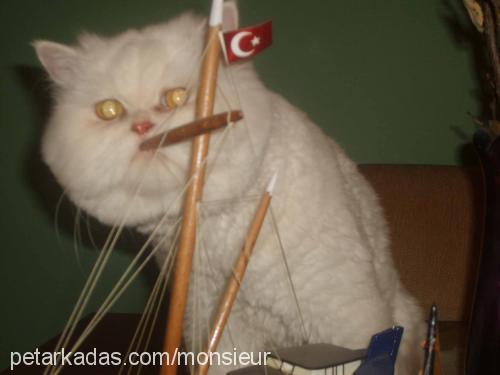 monsieur Erkek İran Kedisi